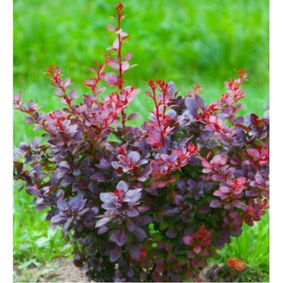 Барбарис Тунберга  Atropurpurea