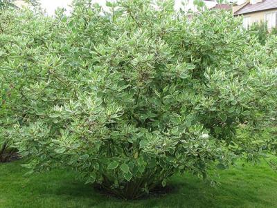 Дерен белый Sibirica 