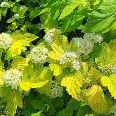 Пузыреплодник калинолистный Aurea